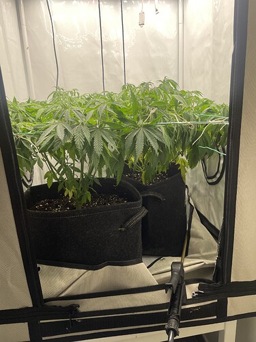 Growreport Bild 2