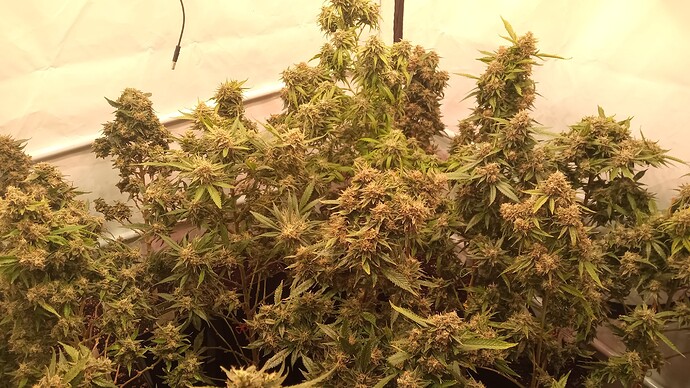 Growreport Bild 3