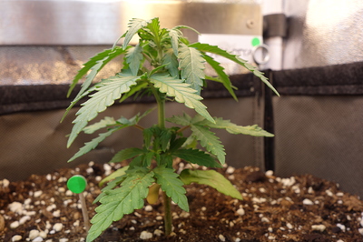 Eine junge Cannabispflanze in einem Topf mit Erde, die sich in der Sämlingsphase befindet. Die Pflanze hat mehrere Blattpaare und ist noch klein.
