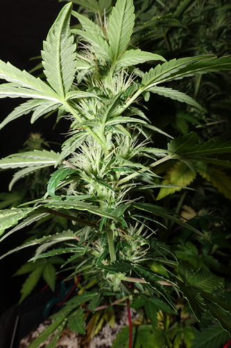 Growreport Bild 22