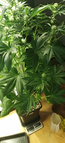 Growreport Bild 24