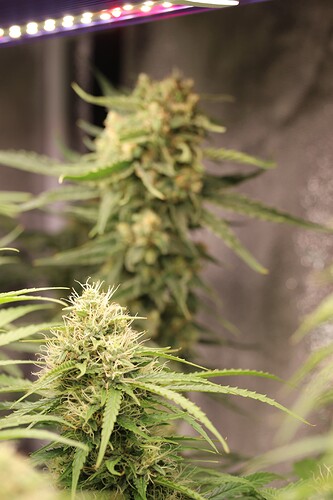 Growreport Bild 3
