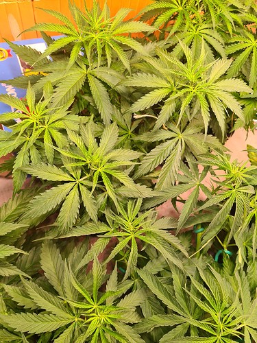 Growreport Bild 5