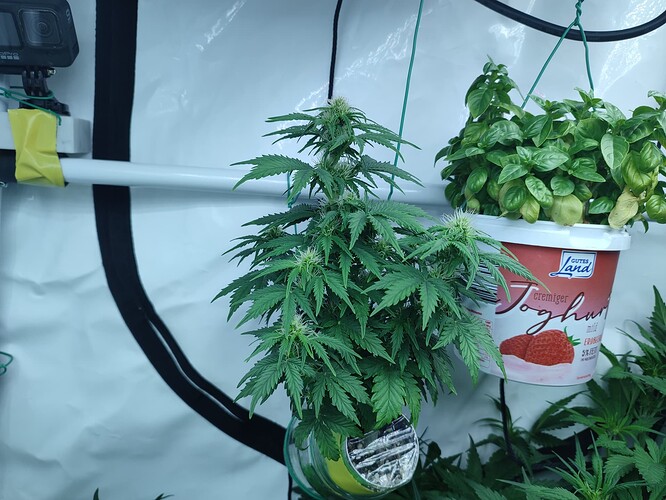 Growreport Bild 30