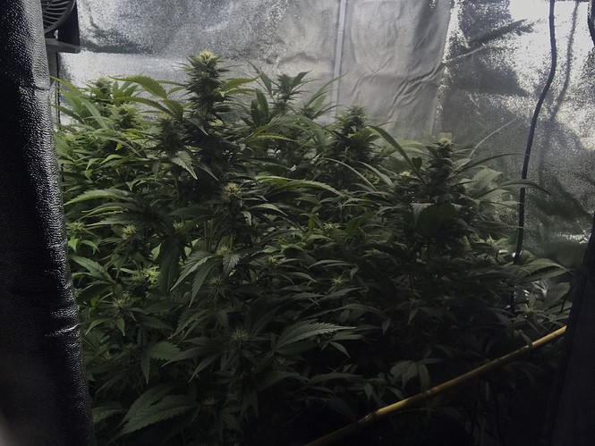 Growreport Bild 6