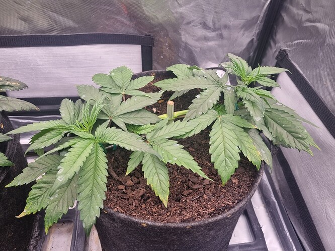 Growreport Bild 7