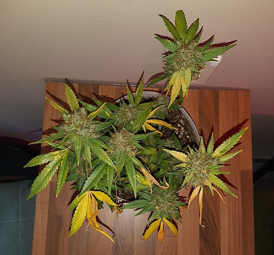 Growreport Bild 12
