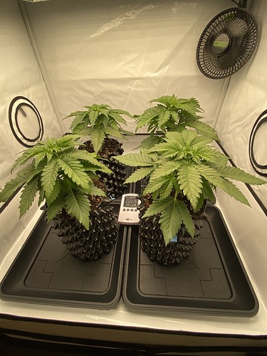 Growreport Bild 1