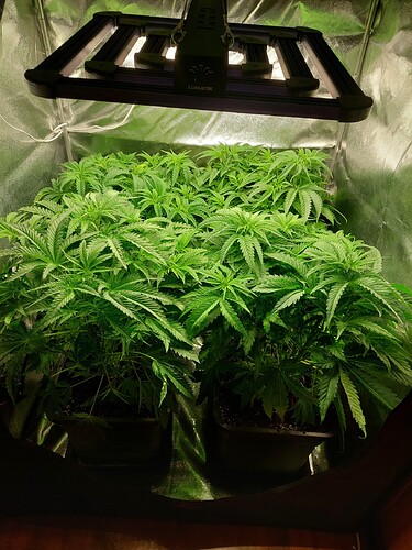 Growreport Bild 3