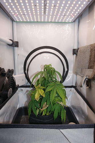 Growreport Bild 1
