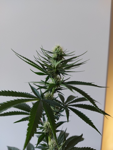 Growreport Bild 7