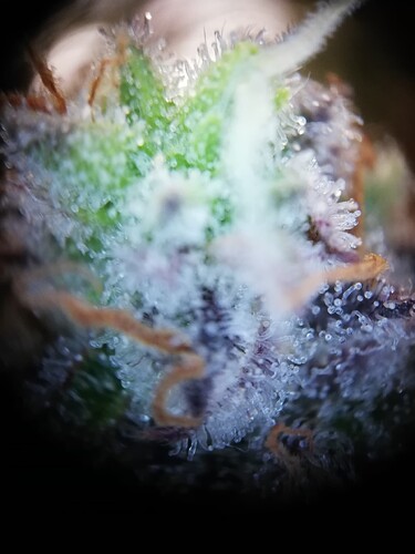 GG#2_240104-10
