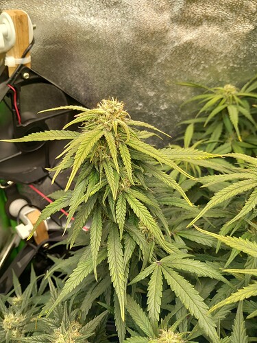 Growreport Bild 1