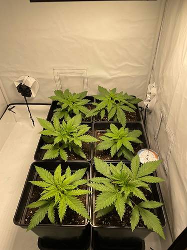4933888_grow-journal-by-glen1818