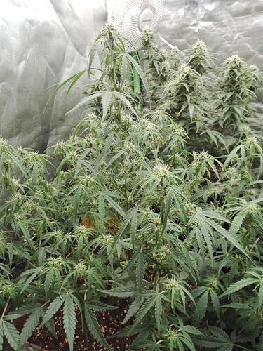 Growreport Bild 15