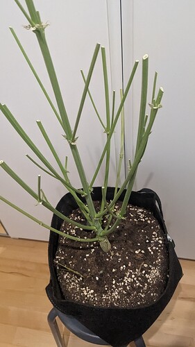 Growreport Bild 9
