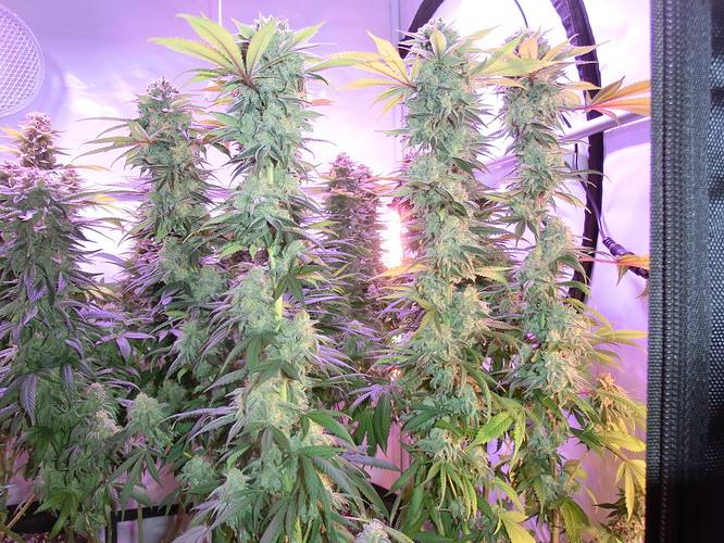 Growreport Bild 5