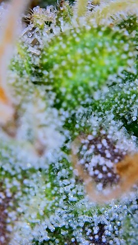 Growreport Bild 10