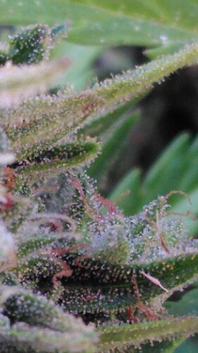 Growreport Bild 13