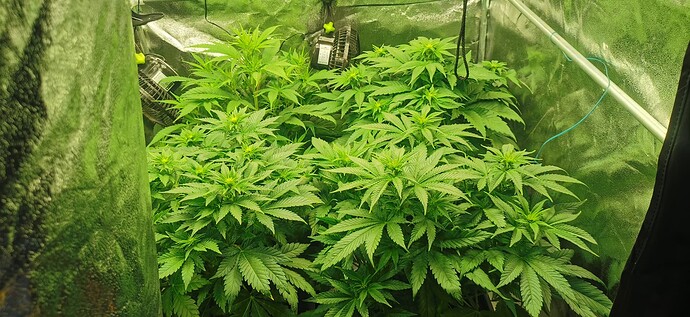 Growreport Bild 29