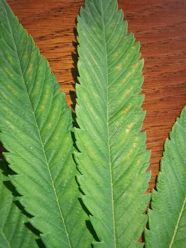 Growreport Bild 4