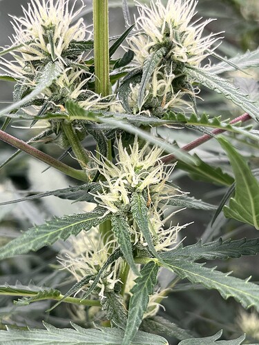 Growreport Bild 14