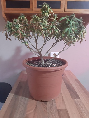 Growreport Bild 1