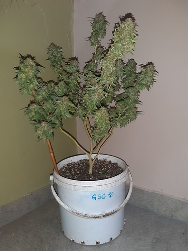 Growreport Bild 5