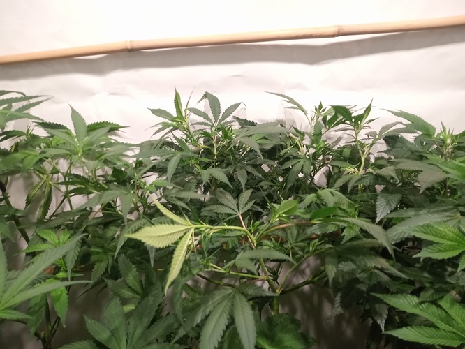 Growreport Bild 45