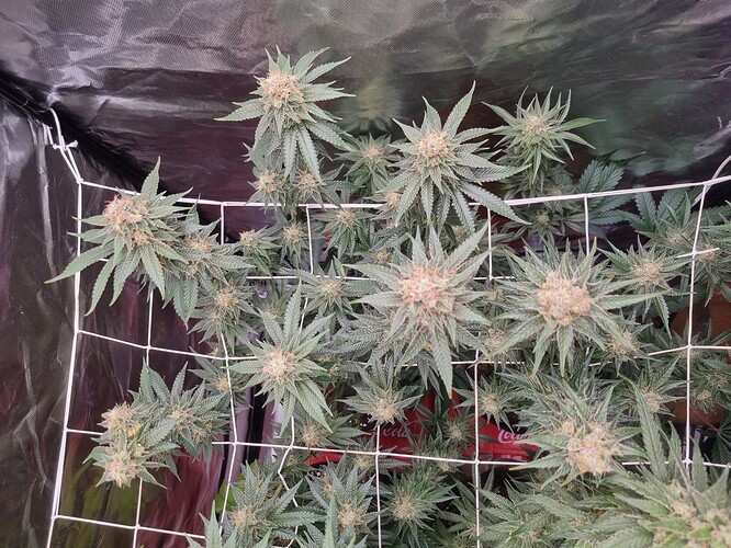 Growreport Bild 2