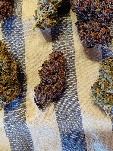 Growreport Bild 31