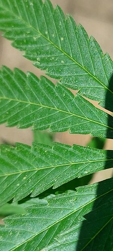 Screenshot_20220806-164902_Gallery