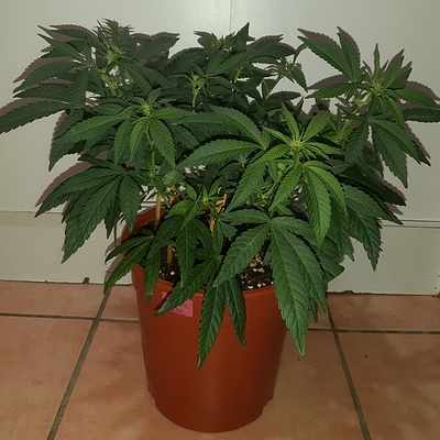 Growreport Bild 1
