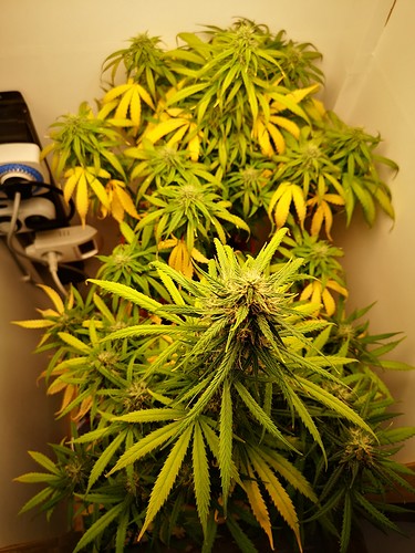 Growreport Bild 1