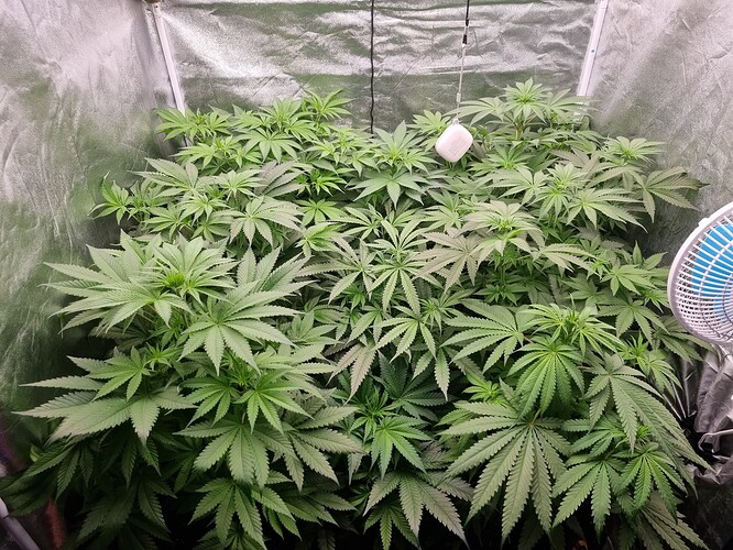 Growreport Bild 35