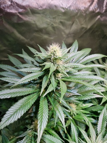 Growreport Bild 49