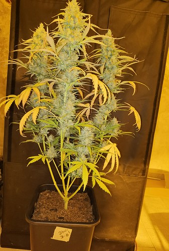 Growreport Bild 1