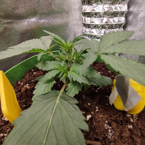 Growreport Bild 47
