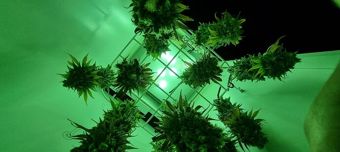Growreport Bild 16