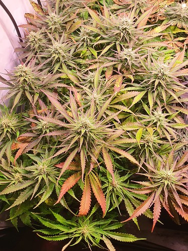 Growreport Bild 10