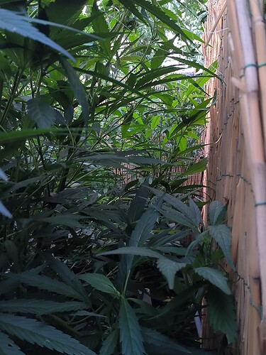 Growreport Bild 4