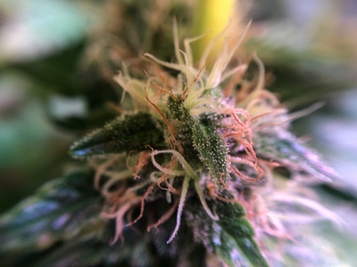 Growreport Bild 53