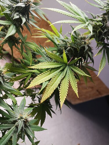 Growreport Bild 2