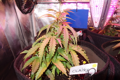 Growreport Bild 2