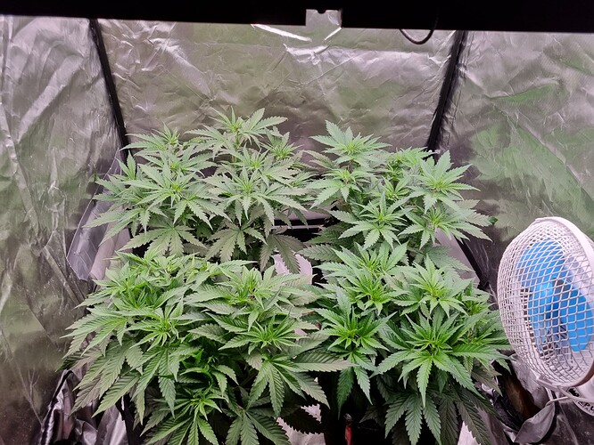 Growreport Bild 50