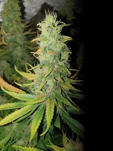 Growreport Bild 8