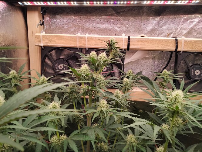 Growreport Bild 3