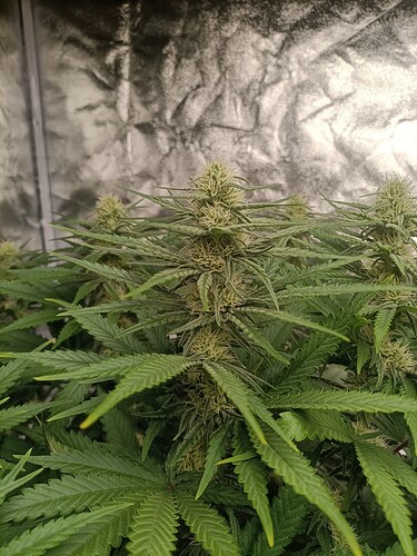 Growreport Bild 1