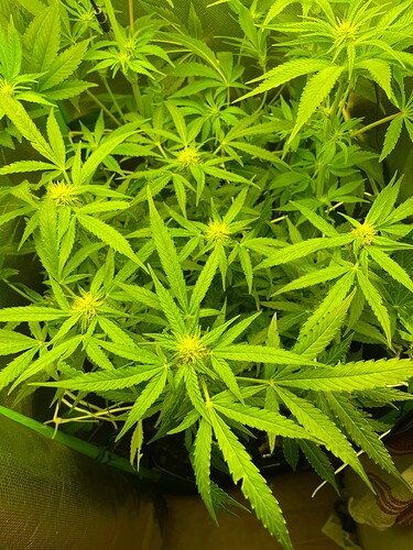 Growreport Bild 8
