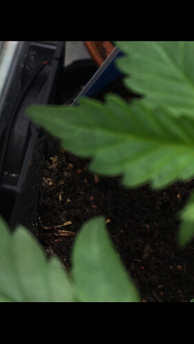 Growreport Bild 9